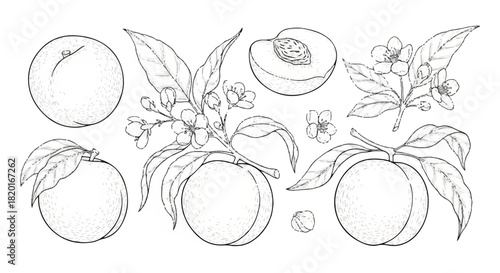 A charming line art illustration of peaches and blossoms, capturing the essence of orchards and sweet fruits