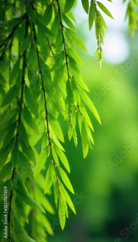 Intricate, delicate willow branches laden with vibrant green foliage sway gently in a summer breeze Perfect for nature, spring, or environmental themes , intricate, peaceful, beauty