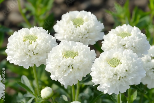 Blooming white scabiosa flowers with green centers create a fresh and vibrant spring scene