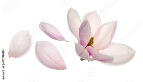 Elegant Magnolia Blossom with Gently Floating Petals in a Serene Composition
