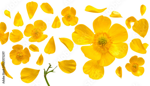 Delicate Yellow Buttercup Blossoms and Petals Scattered on White Background Floral Design