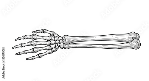 Highly detailed vintage engraving style illustration of the human hand and forearm skeleton isolated on a white background.