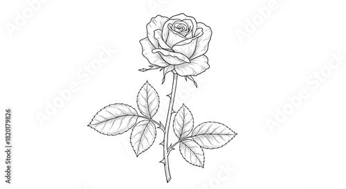 Beautiful single rose with a thorny stem and leaves, elegantly drawn in a detailed black and white dotwork style.