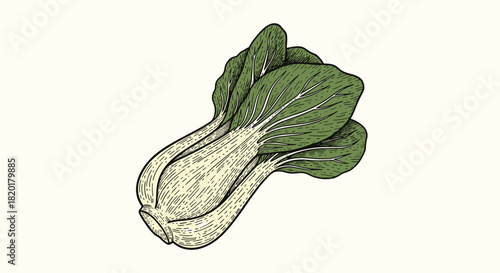 Vintage engraving style illustration of two fresh heads of green bok choy on a light cream-colored background.