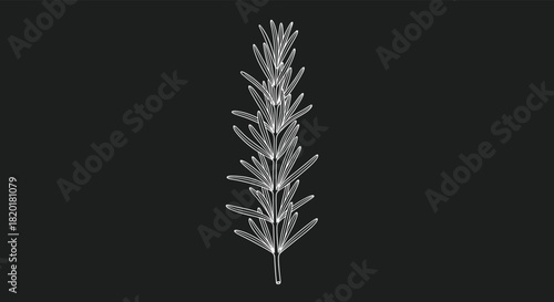 Simple white chalk-style drawing of a single sprig of fresh rosemary herb on a solid black background for culinary design.