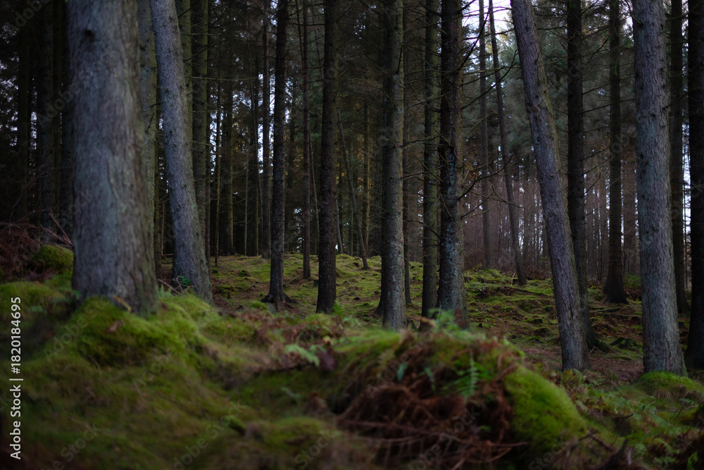 Fototapeta premium Dense forest with tall conifers and mossy ground cover