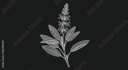 Vintage-style sage plant illustration in white on a black background, a beautiful botanical drawing in a chalk or engraving style.