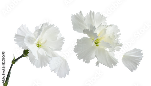 A delicate pair of white carnation flowers with soft ruffled petals, beautifully isolated on a pristine white background for a clean, elegant look