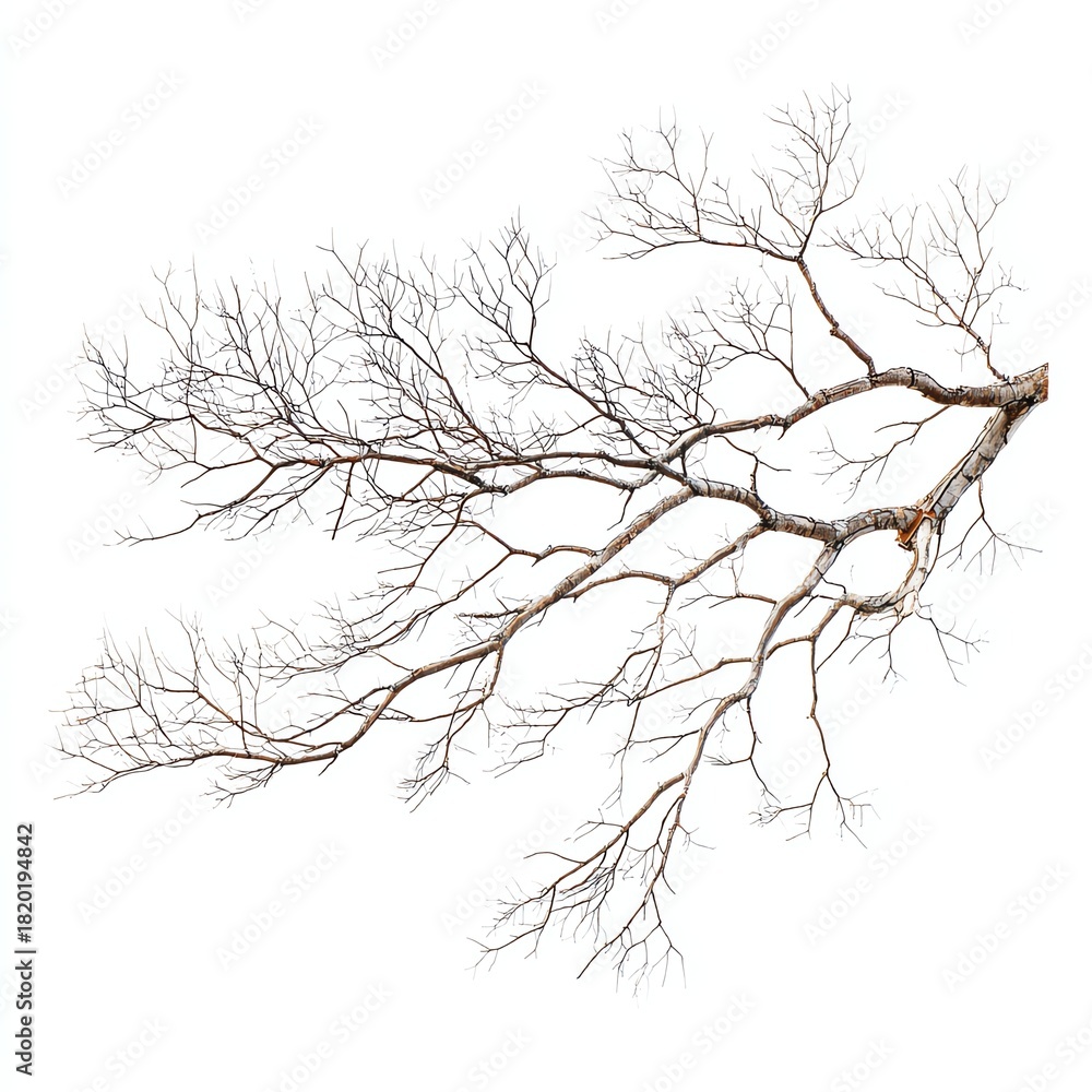 Fototapeta premium A detailed view of a bare tree branch showcasing its intricate patterns and textures.