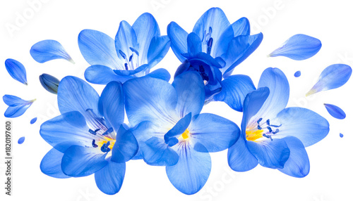 Ethereal blue flowers shedding delicate petals in a gentle cascade against a bright, clean white background, symbolizing fragility and beauty