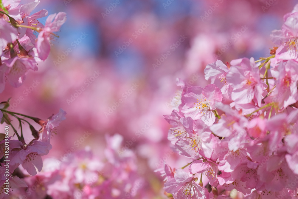 Fototapeta premium 河津桜
