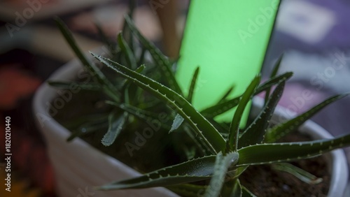 Close-up of Aloe Vera Plant with Green Background