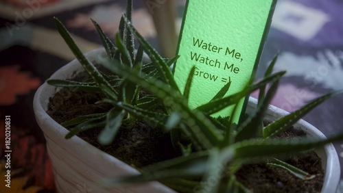 Aloe Vera Plant with Watering Reminder Tag