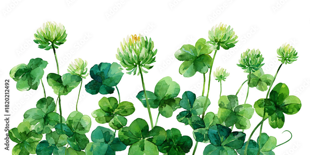 Obraz premium Watercolor Painting of Blooming Clover Plants with Green Leaves on Transparent Background, PNG