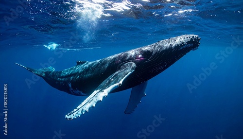 A majestic humpback whale gracefully gliding through the deep blue ocean waters