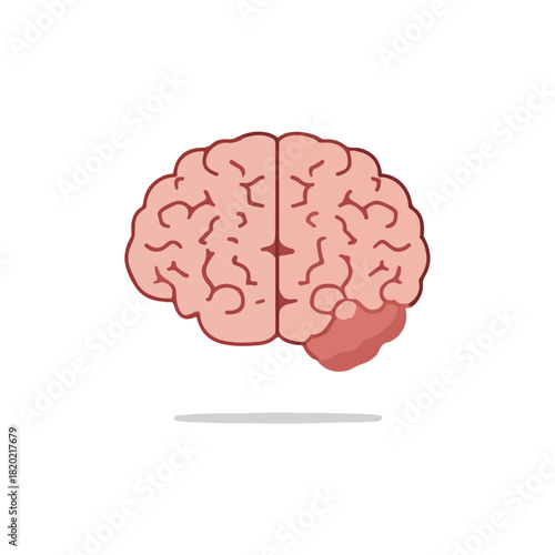 Anatomical Brain Illustration Medical Awareness Concept