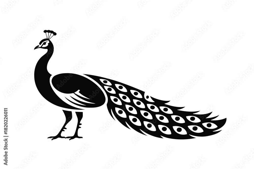 Obraz premium Black silhouette of a proud peacock with a long tail displaying eye patterns bird animal