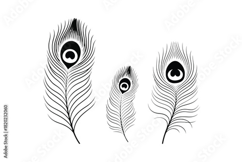 Three Black Line Art Peacock Feathers with Eye Patterns on White Background quill black and white