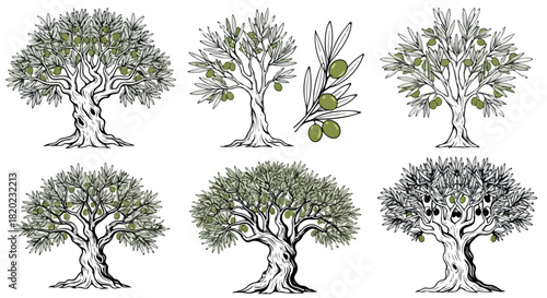 Olive tree collection with fruits and leaves