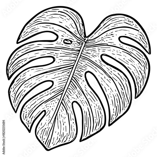 Monstera deliciosa leaf