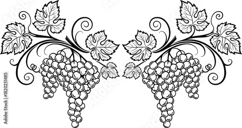 Decorative grapevine vector illustration, vintage black and white grapes with leaves, ornamental wine fruit sketch, symmetrical botanical border for winery label