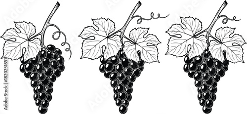 Hand drawn vector illustration set of black and white grape bunches with leaves and tendrils, vintage engraving style for wine labels.