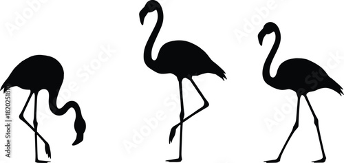 Set of three black flamingo silhouettes isolated on white, tropical bird vector illustration in different standing and feeding poses for design.