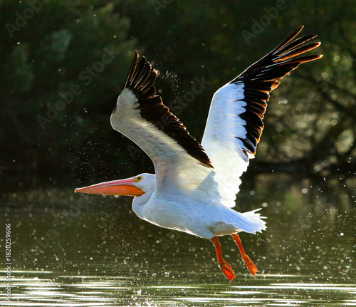 American White Pelican in Flight