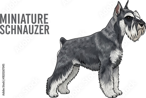 Miniature Schnauzer Dog Portrait Illustration
