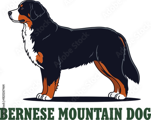 Bernese Mountain Dog Illustration