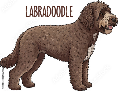 Brown Labradoodle Dog Standing Profile Illustration