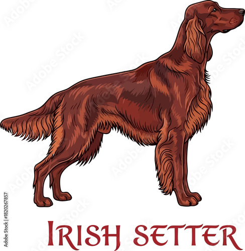 Irish Setter Dog Breed Illustration Standing Side View
