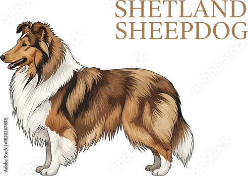 Shetland Sheepdog Illustration on White Background
