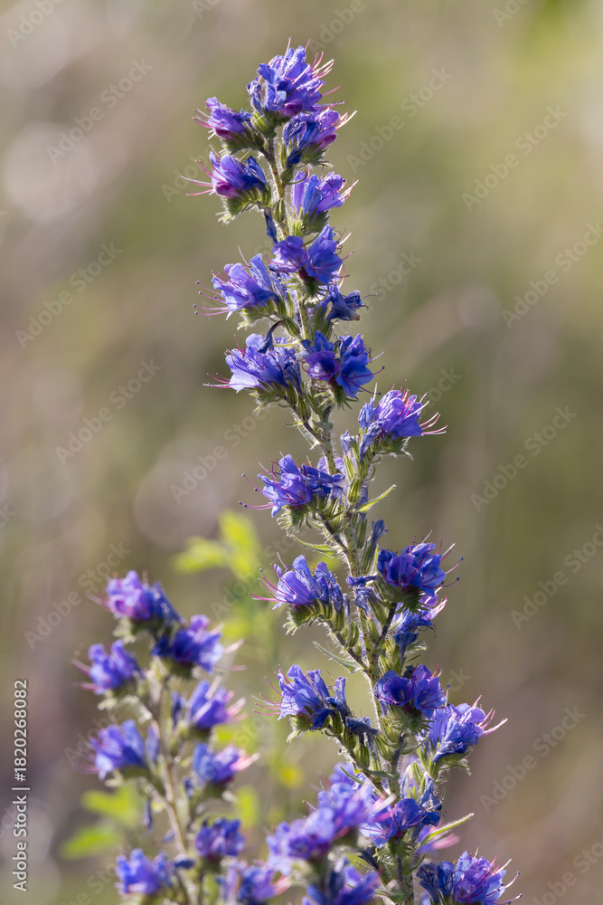 Obraz premium Bristly vivid colorful wildflower viper's bugloss Echium vulgare in early morning light