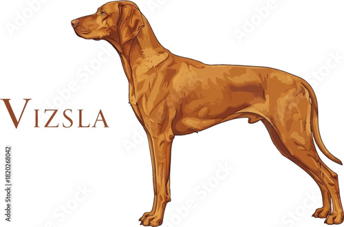 Vector Illustration of a Vizsla Dog Standing Profile