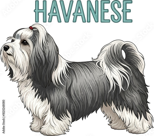 Adorable Havanese Dog Illustration with Text