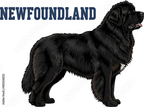Black Newfoundland Dog Illustration with Text