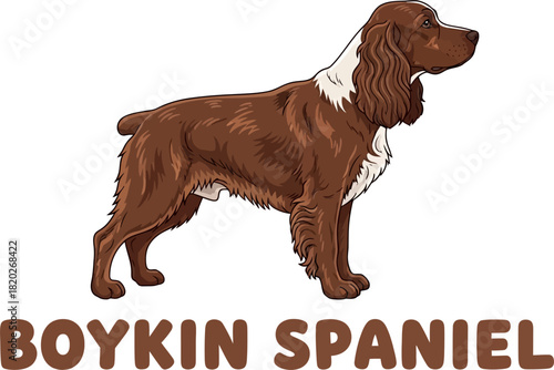 Cartoon Boykin Spaniel Dog Illustration with Text