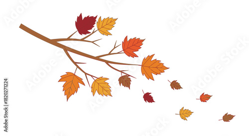 A tree branch with colorful autumn maple leaves falling and blowing in the wind against a white background.