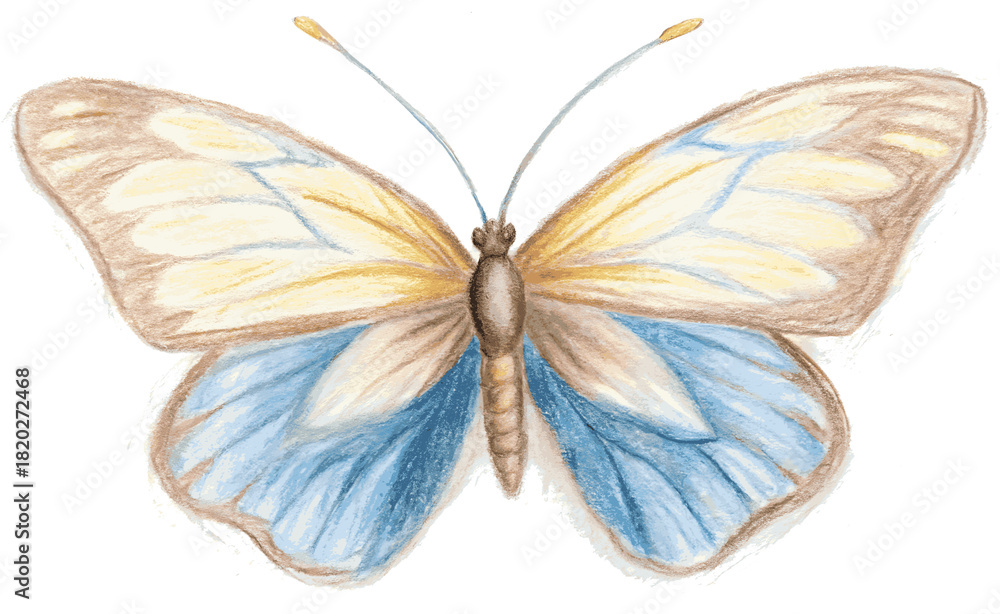 Fototapeta premium Butterfly on white