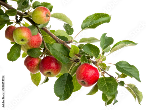 Fresh red and green apples on a branch with green leaves, perfect for portraying orchard harvest or healthy eating concepts in food and beverage marketing.