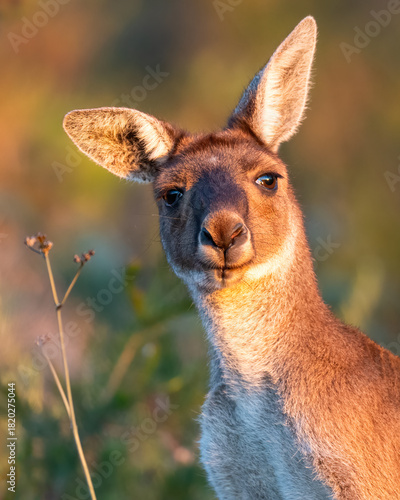 Western grey kangaroo (Macropus fuliginosus) at sunset, Perth Hills, Western Australia