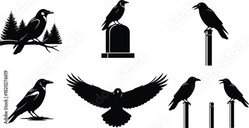 Black raven silhouettes vector set, crow sitting on tombstone and branch, flying bird icons collection, Halloween gothic wildlife illustration, isolated on white background.