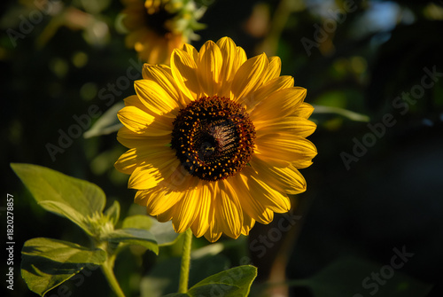 Sunlit Wild Sunflower Close-Up