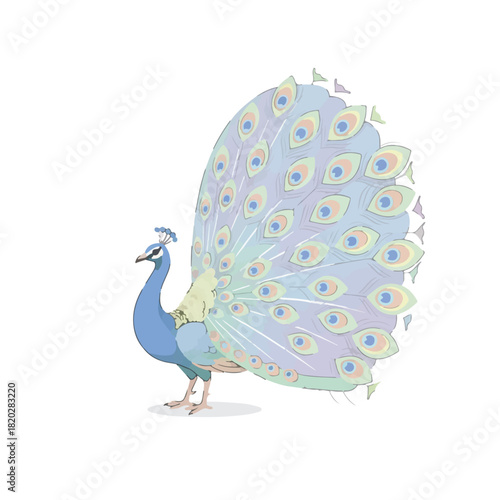 Elegant peacock with a magnificent fanned tail train, illustrated in a clean, artistic style and isolated on a white background.