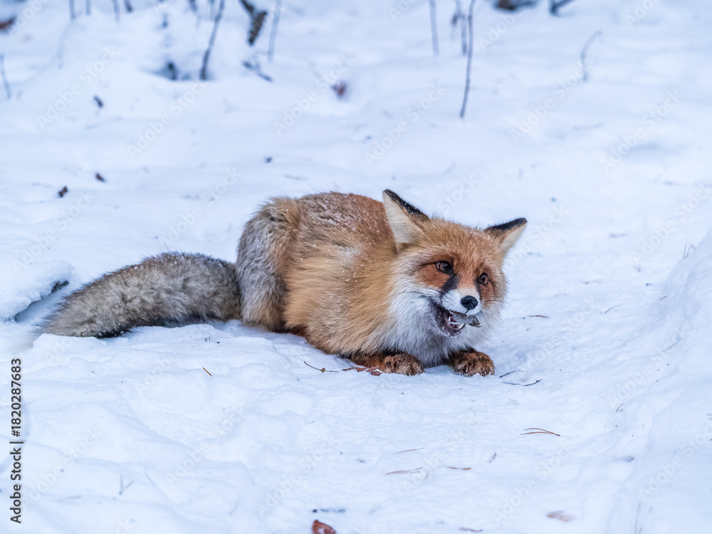 Naklejka premium European Red Fox (Vulpes vulpes) in winter forest