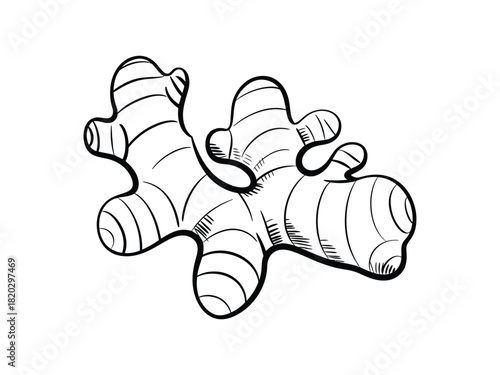 Ginger Root Outline - Cooking Spice, Healthy Ingredient & Herbal Remedy