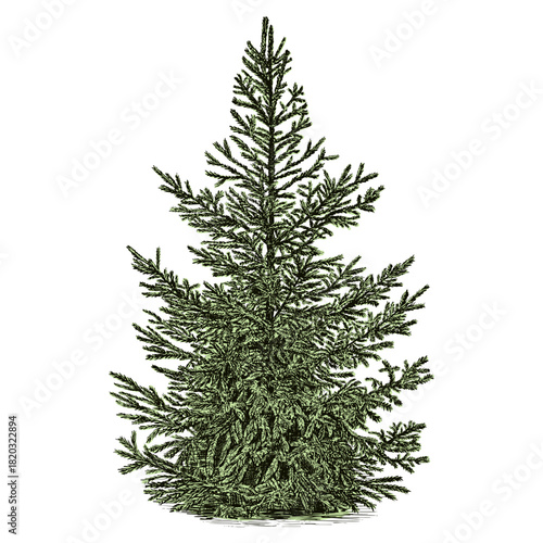 Hand drawn green spruce tree. Vector illustration.