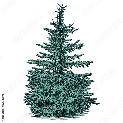 Hand drawn green spruce tree. Vector illustration.
