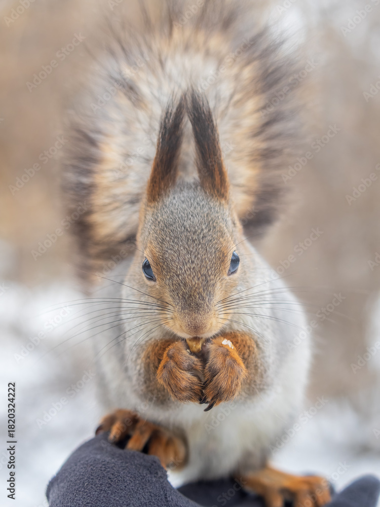 Fototapeta premium Squirrel eats nuts from a man's hand. Caring for animals in winter or autumn.